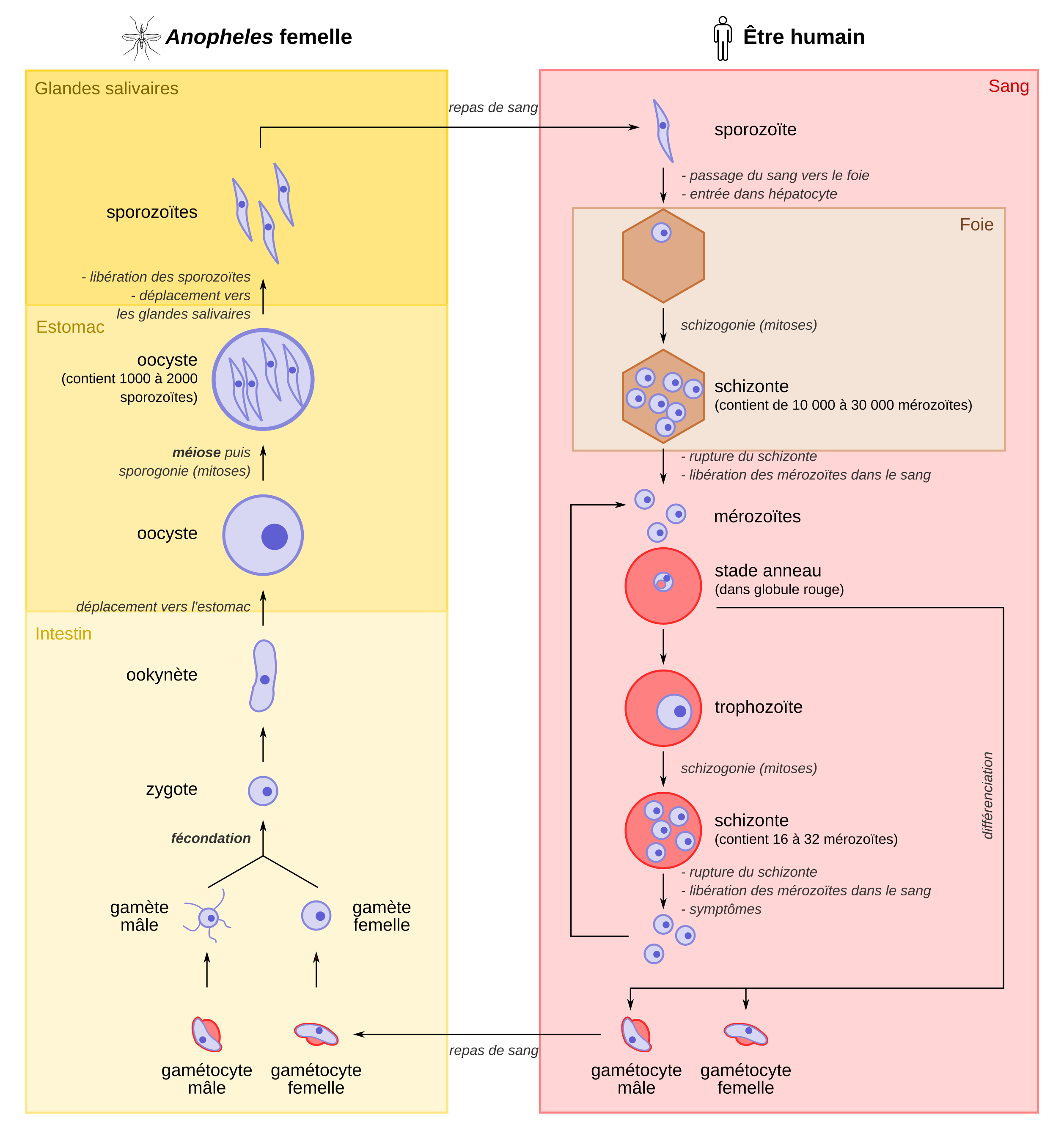 Life Cycle Of Plasmodium Falciparum Pdf